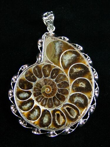 Whole Polished Ammonite Pendant #1858